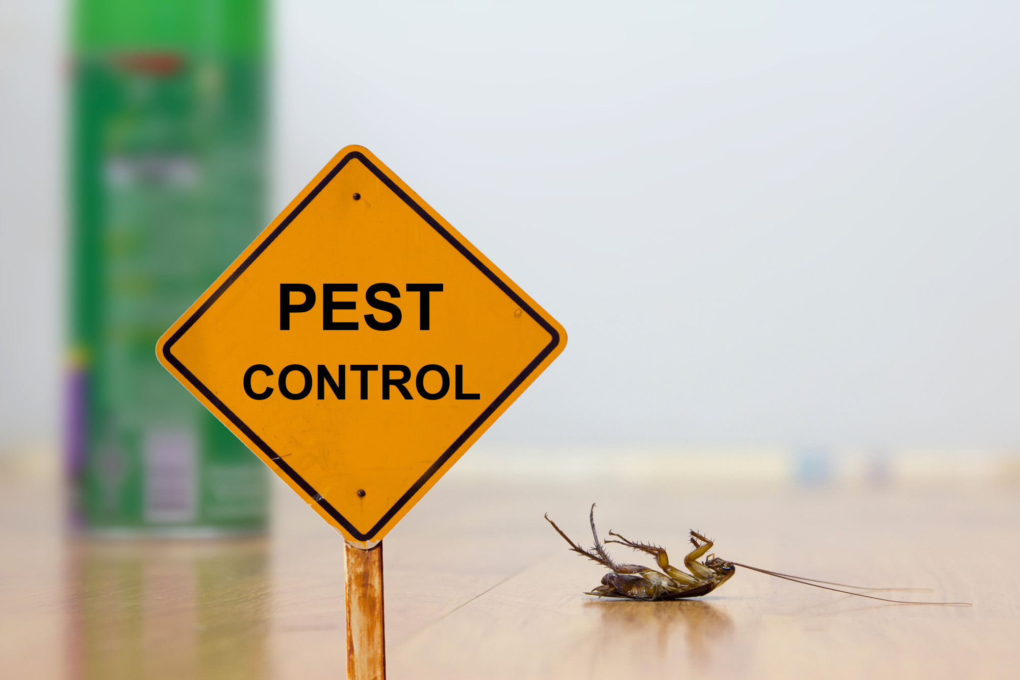 What Is The Best Time Of Year To Handle Pest Control Around Your Home