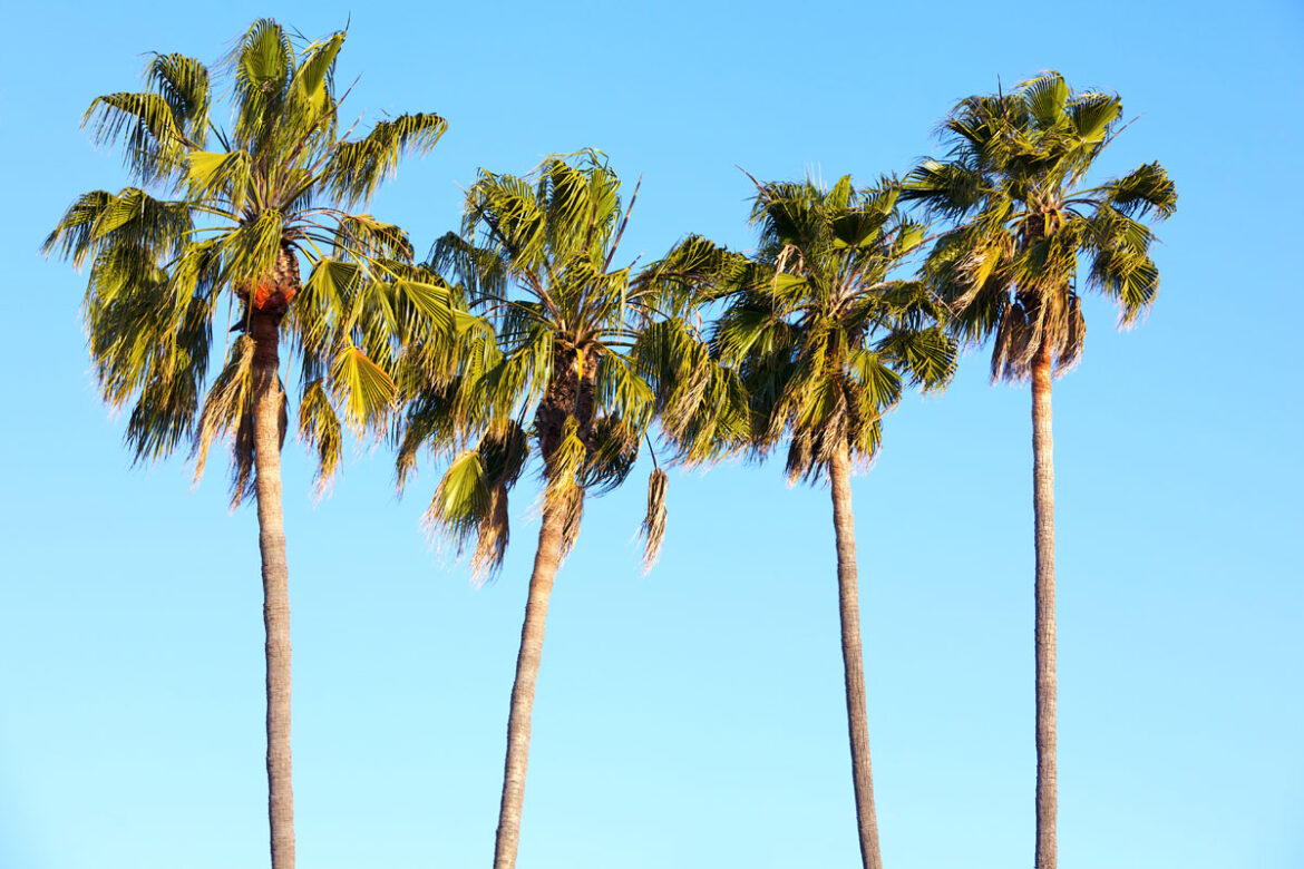 when-how-to-prune-palm-trees-2023-guide-tv-acres